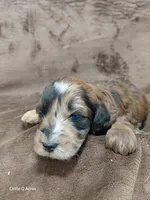 Darla ~ Chocolate Merle Female 🔥 , a female Miniature Goldendoodle for sale in Wolcottville, IN – Photo 8 of 8