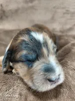 Darla ~ Chocolate Merle Female 🔥 , a female Miniature Goldendoodle for sale in Wolcottville, IN – Photo 2 of 8