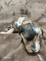 Darla ~ Chocolate Merle Female 🔥 , a female Miniature Goldendoodle for sale in Wolcottville, IN – Photo 6 of 8