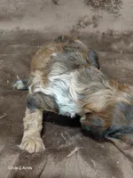 Darla ~ Chocolate Merle Female 🔥 , a female Miniature Goldendoodle for sale in Wolcottville, IN – Photo 7 of 8