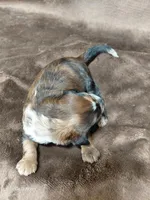 Darla ~ Chocolate Merle Female 🔥 , a female Miniature Goldendoodle for sale in Wolcottville, IN – Photo 3 of 8