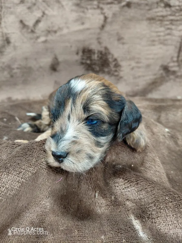 Darla ~ Chocolate Merle Female 🔥  – Miniature Goldendoodle puppy for sale in Wolcottville, IN