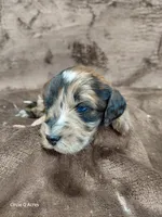 Darla ~ Chocolate Merle Female 🔥 , a female Miniature Goldendoodle for sale in Wolcottville, IN – Photo 1 of 8