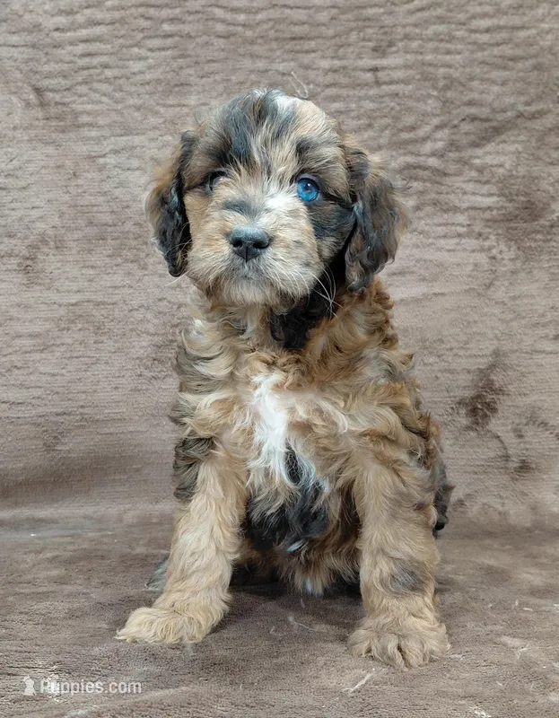 Darla ~ Chocolate Merle Female 🔥  – Miniature Goldendoodle puppy for sale in Wolcottville, IN