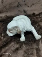 Ethan, a male Miniature Goldendoodle for sale in Wolcottville, IN – Photo 3 of 4