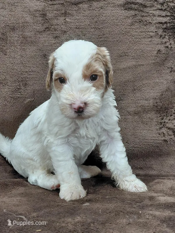 Ethan – Miniature Goldendoodle puppy for sale in Wolcottville, IN
