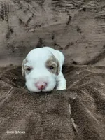 Ethan, a male Miniature Goldendoodle for sale in Wolcottville, IN – Photo 4 of 4