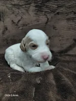 Ethan, a male Miniature Goldendoodle for sale in Wolcottville, IN – Photo 2 of 4