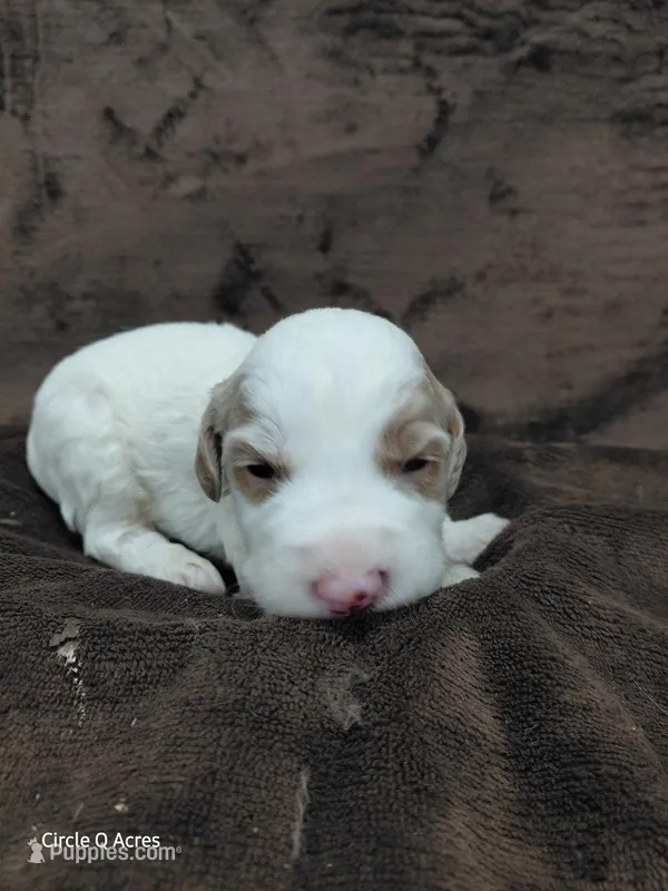 Ethan – Miniature Goldendoodle puppy for sale in Wolcottville, IN