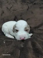 Ethan, a male Miniature Goldendoodle for sale in Wolcottville, IN – Photo 1 of 4