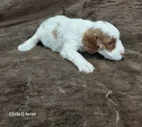 Hazel, a female Miniature Goldendoodle for sale in Wolcottville, IN – 3 of 4
