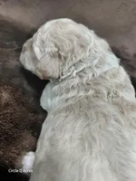 Dexter, a male Miniature Goldendoodle for sale in Wolcottville, IN – Photo 9 of 9