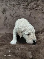 Dexter, a male Miniature Goldendoodle for sale in Wolcottville, IN – Photo 5 of 9