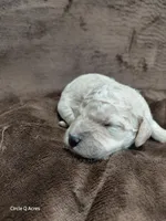 Dexter, a male Miniature Goldendoodle for sale in Wolcottville, IN – Photo 7 of 9