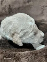 Dexter, a male Miniature Goldendoodle for sale in Wolcottville, IN – Photo 8 of 9