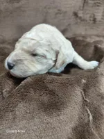 Dexter, a male Miniature Goldendoodle for sale in Wolcottville, IN – Photo 6 of 9