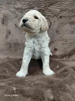 Dexter, a male Miniature Goldendoodle for sale in Wolcottville, IN – Photo 4 of 9