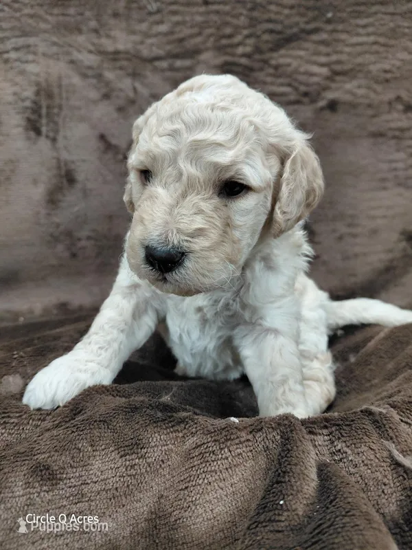 Dexter – Miniature Goldendoodle puppy for sale in Wolcottville, IN