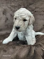 Dexter, a male Miniature Goldendoodle for sale in Wolcottville, IN – Photo 1 of 9
