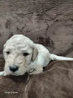 Dexter, a male Miniature Goldendoodle for sale in Wolcottville, IN – Photo 2 of 9