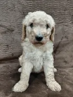 Fiona, a female Goldendoodle for sale in Wolcottville, IN – 3 of 4