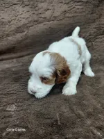 Hazel, a female Miniature Goldendoodle for sale in Wolcottville, IN – 4 of 4