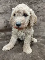 Francine, a female Goldendoodle for sale in Wolcottville, IN – 3 of 5