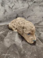 Copper, a male Miniature Goldendoodle for sale in Wolcottville, IN – Photo 6 of 7