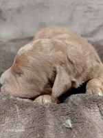 Copper, a male Miniature Goldendoodle for sale in Wolcottville, IN – Photo 4 of 7