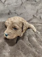 Copper, a male Miniature Goldendoodle for sale in Wolcottville, IN – Photo 5 of 7