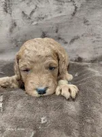 Copper, a male Miniature Goldendoodle for sale in Wolcottville, IN – Photo 1 of 7