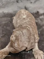 Copper, a male Miniature Goldendoodle for sale in Wolcottville, IN – Photo 2 of 7