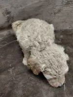 Francine, a female Goldendoodle for sale in Wolcottville, IN – 4 of 5