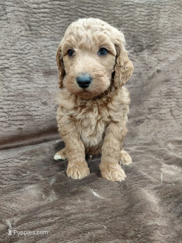 Finn – Goldendoodle puppy for sale in Wolcottville, IN