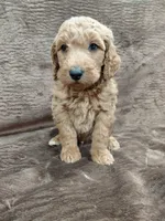 Finn, a male Goldendoodle for sale in Wolcottville, IN – 1 of 4