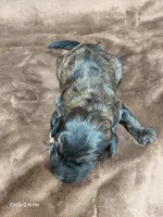 Deacon, a male Miniature Goldendoodle for sale in Wolcottville, IN – Photo 5 of 5