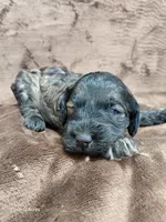 Deacon, a male Miniature Goldendoodle for sale in Wolcottville, IN – Photo 4 of 5