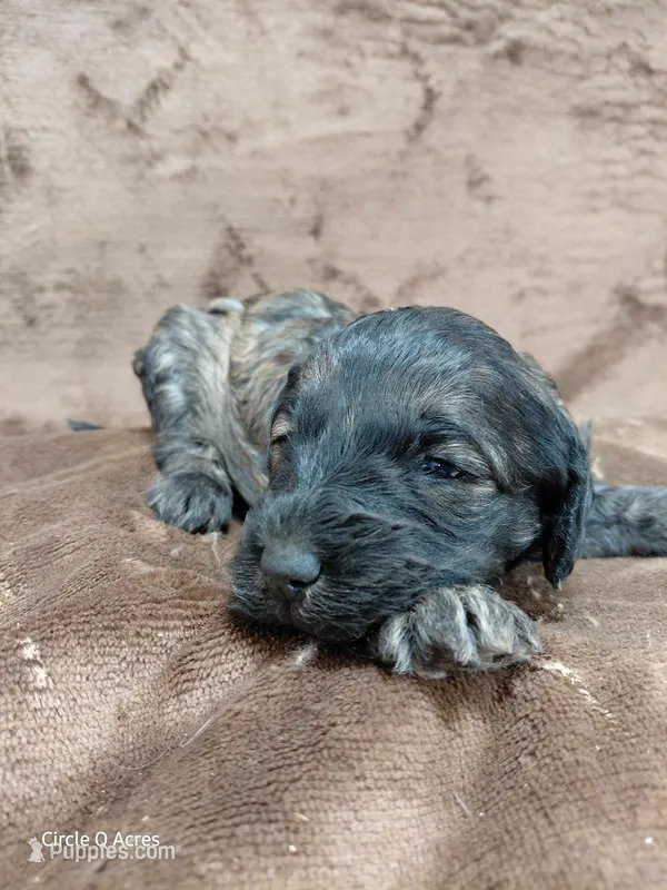 Deacon – Miniature Goldendoodle puppy for sale in Wolcottville, IN