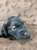 Deacon, a male Miniature Goldendoodle for sale in Wolcottville, IN – Photo 3 of 5