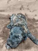 Deacon, a male Miniature Goldendoodle for sale in Wolcottville, IN – Photo 2 of 5