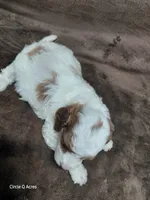 Daisy , a female Miniature Goldendoodle for sale in Wolcottville, IN – 4 of 4