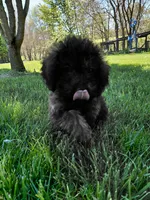 Cosmo, a male Miniature Goldendoodle for sale in Wolcottville, IN – 2 of 5