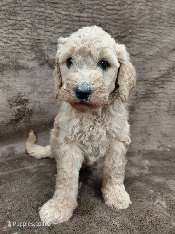 Francine – Goldendoodle puppy for sale in Wolcottville, IN