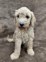 Francine, a female Goldendoodle for sale in Wolcottville, IN – 1 of 5