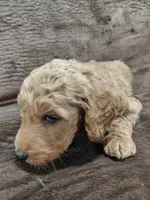 Finn, a male Goldendoodle for sale in Wolcottville, IN – 3 of 4