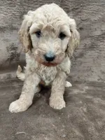 Francine, a female Goldendoodle for sale in Wolcottville, IN – 2 of 5