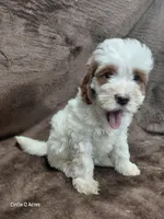 Hazel Micro/mini, a female Miniature Goldendoodle for sale in Wolcottville, IN – 2 of 7