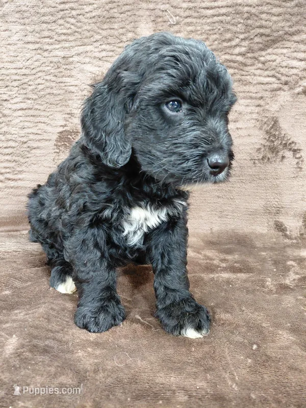 Baron (last puppy ❤️) 