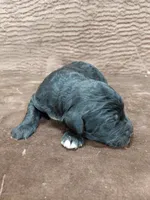 processed/10054ab0-12d1-4668-90f3-a4e67d95fca4/listing/6d1a8bd0-8abb-40fc-a5bb-6abf256183a3/6cdccf20-95e8-41bc-b5a5-c788139bc463