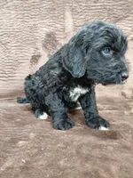 Baron (last puppy ❤️) , a male Miniature Bernedoodle for sale in Wolcottville, IN – Photo 8 of 8
